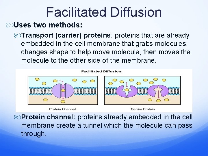 Facilitated Diffusion Uses two methods: Transport (carrier) proteins: proteins that are already embedded in