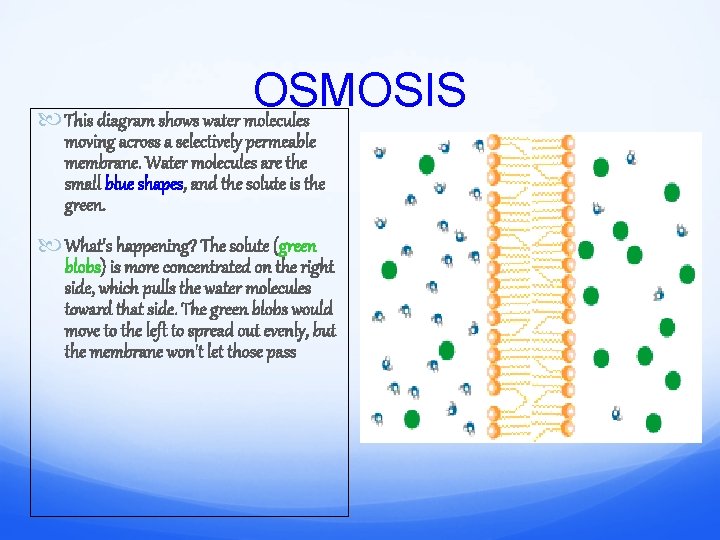 OSMOSIS This diagram shows water molecules moving across a selectively permeable membrane. Water molecules