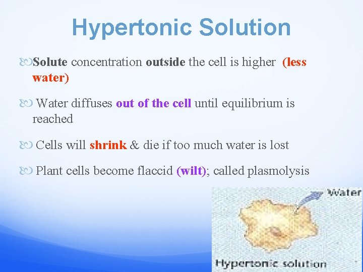 Hypertonic Solution Solute concentration outside the cell is higher (less water) Water diffuses out
