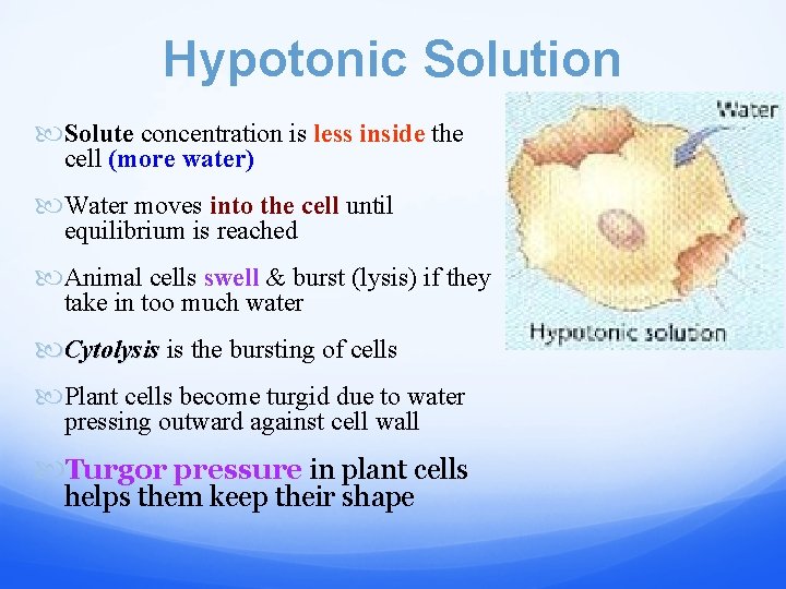 Hypotonic Solution Solute concentration is less inside the cell (more water) Water moves into