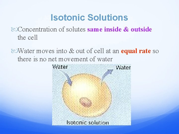 Isotonic Solutions Concentration of solutes same inside & outside the cell Water moves into