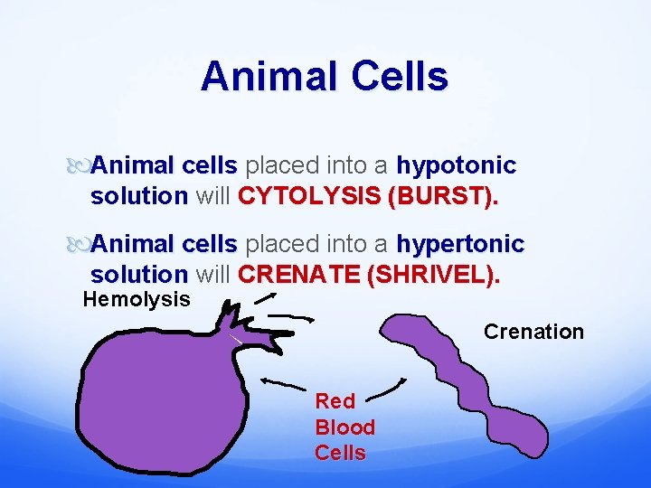 Animal Cells Animal cells placed into a hypotonic solution will CYTOLYSIS (BURST). Animal cells