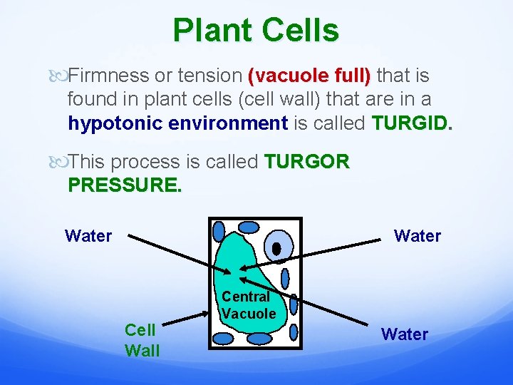 Plant Cells Firmness or tension (vacuole full) that is found in plant cells (cell
