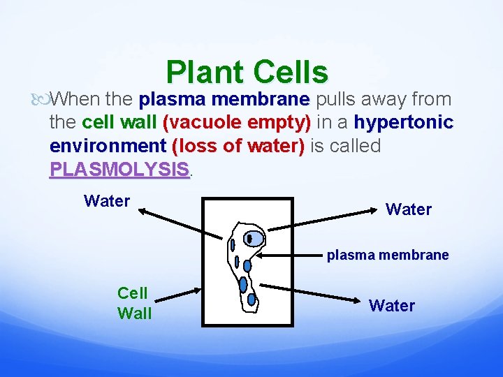 Plant Cells When the plasma membrane pulls away from the cell wall (vacuole empty)