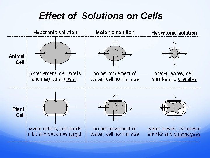 Effect of Solutions on Cells 