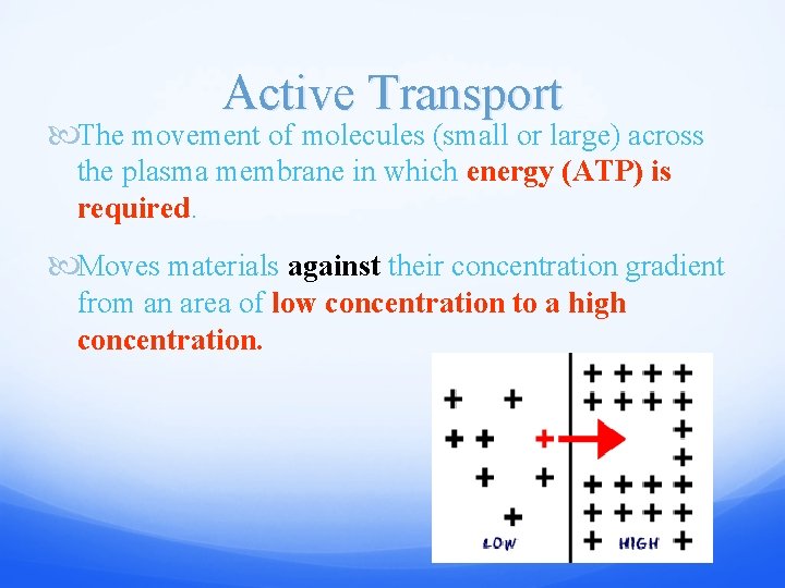 Active Transport The movement of molecules (small or large) across the plasma membrane in