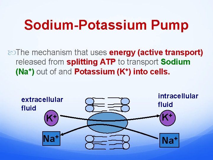 Sodium-Potassium Pump The mechanism that uses energy (active transport) released from splitting ATP to