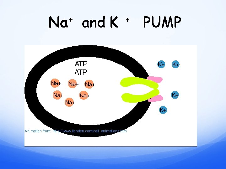 Na+ and K + Animation from: http: //www. lionden. com/cell_animations. htm PUMP 