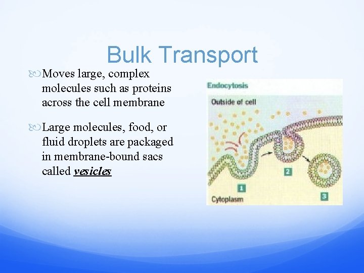 Bulk Transport Moves large, complex molecules such as proteins across the cell membrane Large