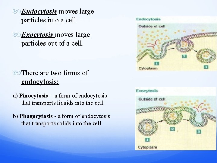  Endocytosis moves large particles into a cell Exocytosis moves large particles out of