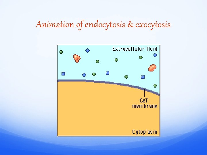 Animation of endocytosis & exocytosis 