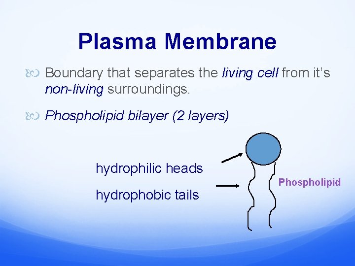 Plasma Membrane Boundary that separates the living cell from it’s non-living surroundings. Phospholipid bilayer