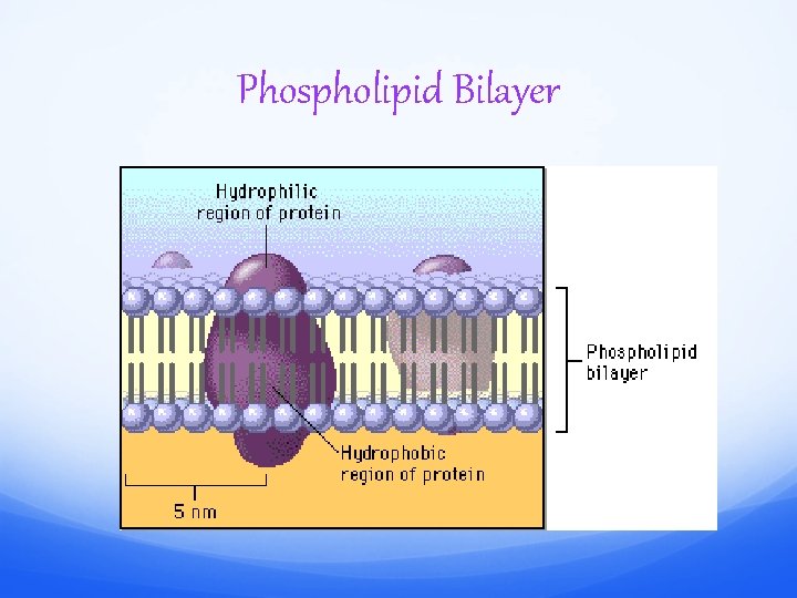 Phospholipid Bilayer 