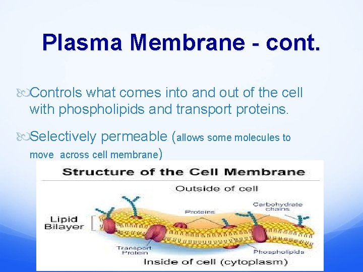 Plasma Membrane - cont. Controls what comes into and out of the cell with