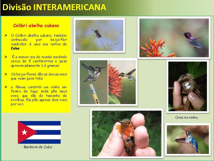 Divisão INTERAMERICANA Colibri abelha cubano Ø O Colibri abelha cubano, também conhecido por beija-flor