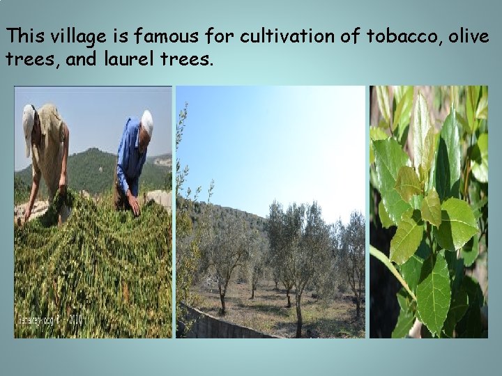 This village is famous for cultivation of tobacco, olive trees, and laurel trees. 