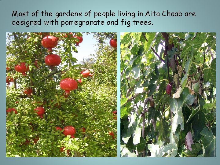 Most of the gardens of people living in Aita Chaab are designed with pomegranate