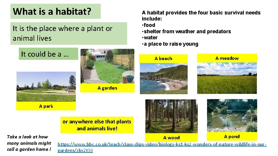 What is a habitat? It is the place where a plant or animal lives