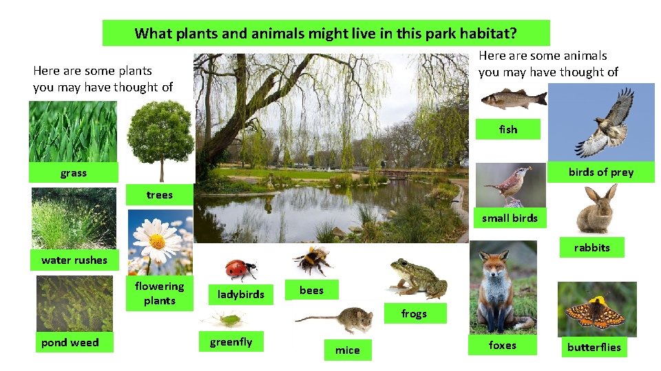 What plants and animals might live in this park habitat? Here are some animals