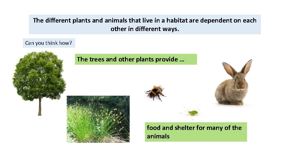 The different plants and animals that live in a habitat are dependent on each