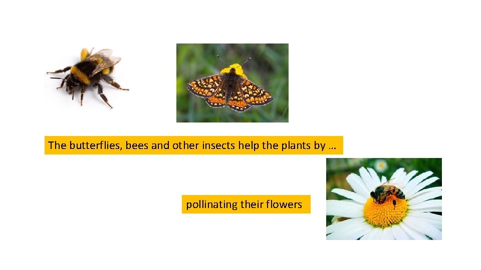 The butterflies, bees and other insects help the plants by … pollinating their flowers