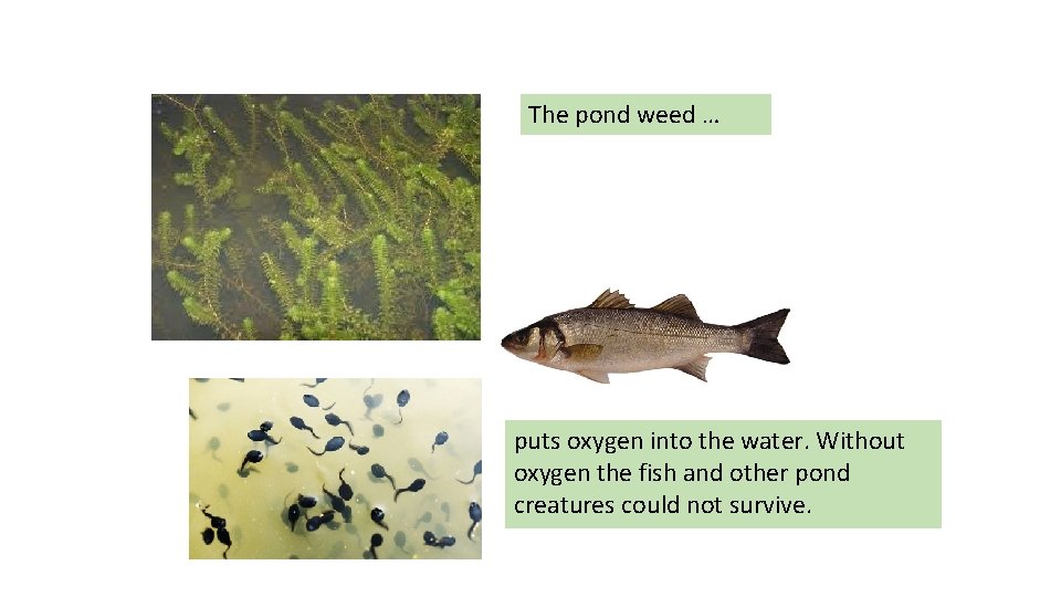 The pond weed … puts oxygen into the water. Without oxygen the fish and