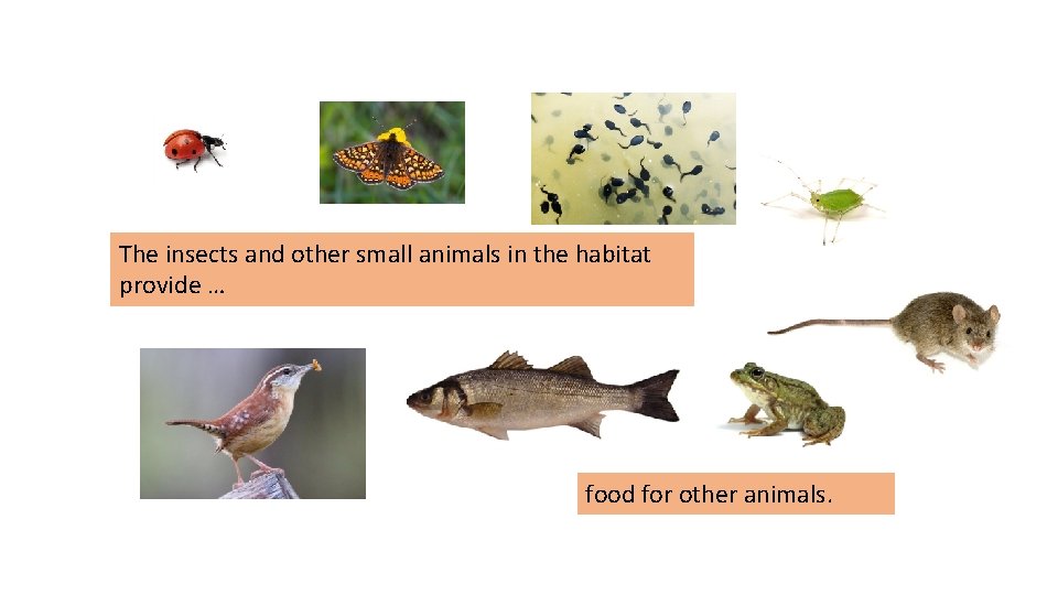 The insects and other small animals in the habitat provide … food for other