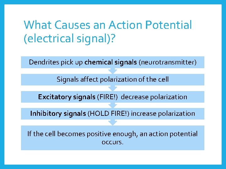 What Causes an Action Potential (electrical signal)? Dendrites pick up chemical signals (neurotransmitter) Signals