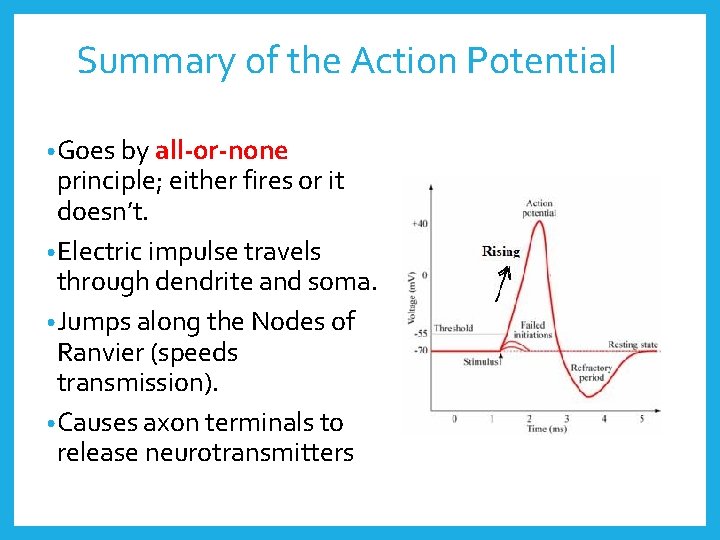 Summary of the Action Potential • Goes by all-or-none principle; either fires or it