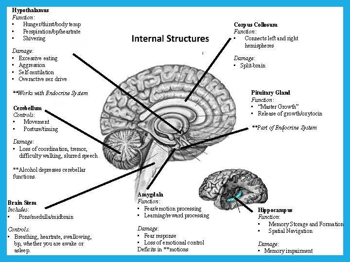Hypothalamus Function: • Hunger/thirst/body temp • Perspiration/bp/heartrate • Shivering Corpus Collosum Function: • Connects