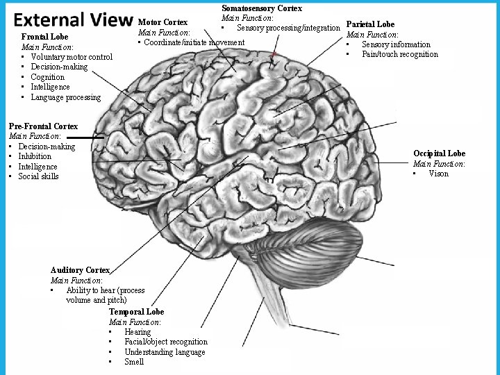 Frontal Lobe Main Function: • Voluntary motor control • Decision-making • Cognition • Intelligence