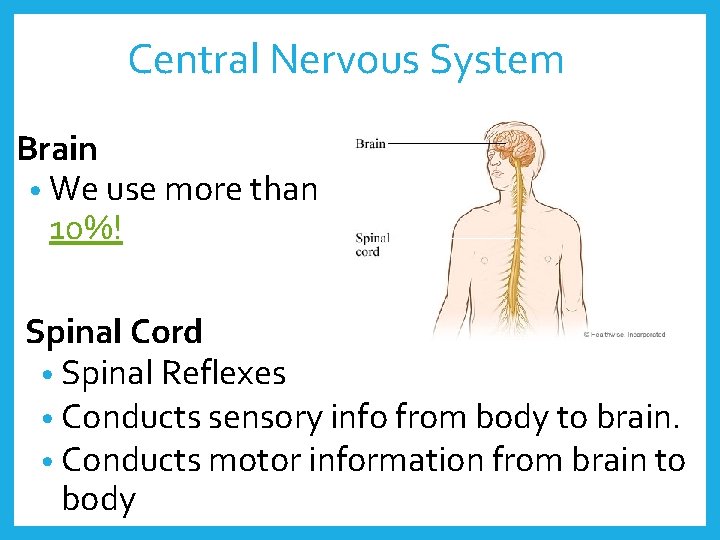 Central Nervous System Brain • We use more than 10%! Spinal Cord • Spinal