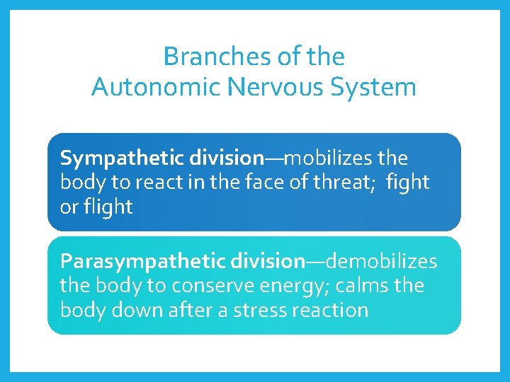 Branches of the Autonomic Nervous System Sympathetic division—mobilizes the body to react in the