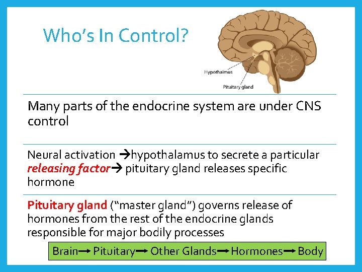 Who’s In Control? Many parts of the endocrine system are under CNS control Neural