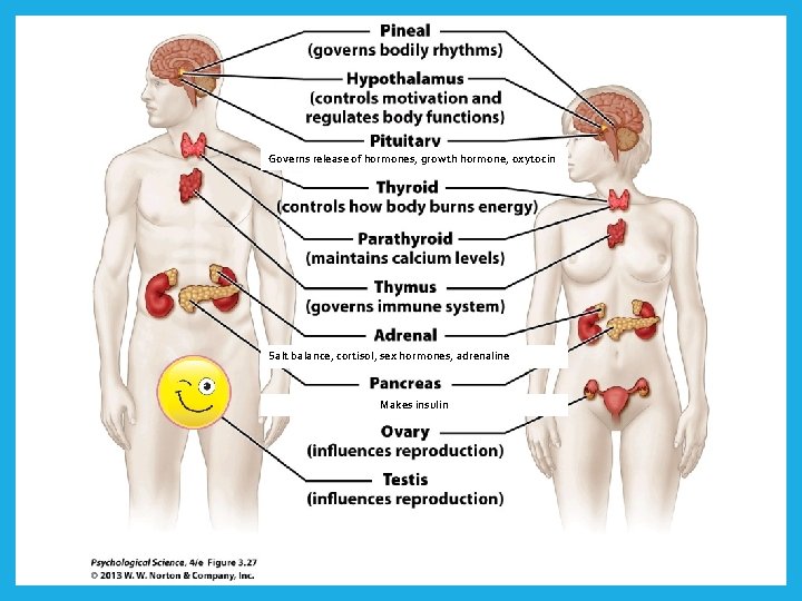 Governs release of hormones, growth hormone, oxytocin Salt balance, cortisol, sex hormones, adrenaline Makes