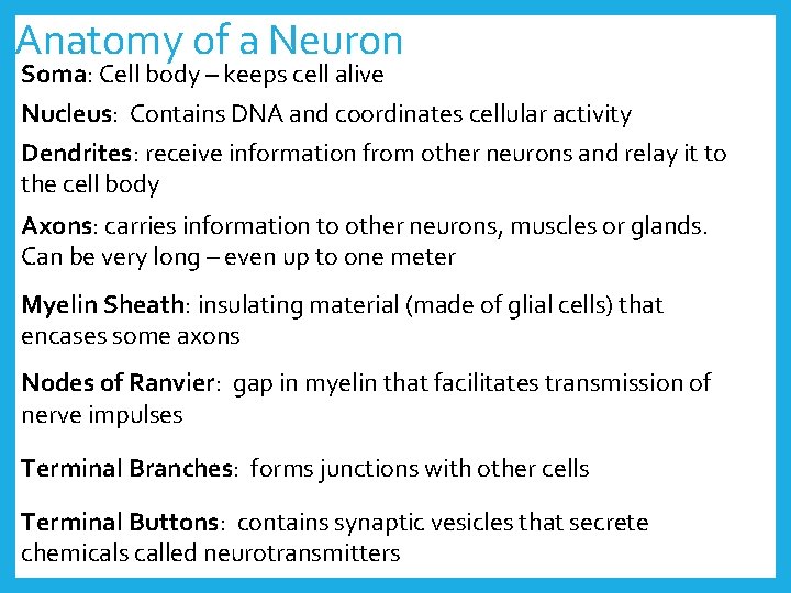 Anatomy of a Neuron Soma: Cell body – keeps cell alive Nucleus: Contains DNA