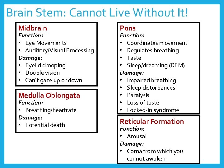 Brain Stem: Cannot Live Without It! Midbrain Function: • Eye Movements • Auditory/Visual Processing
