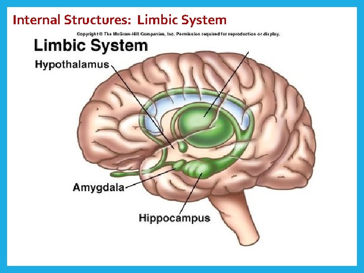 Internal Structures: Limbic System 