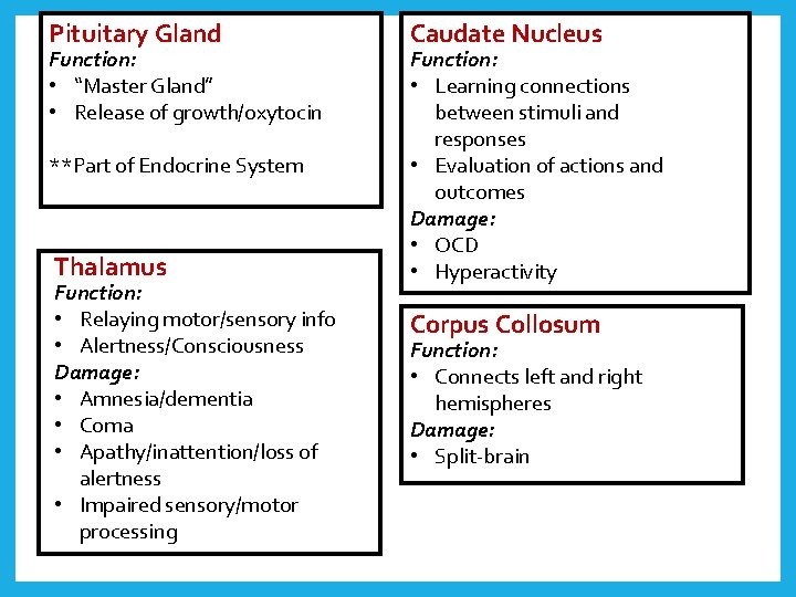 Pituitary Gland Function: • “Master Gland” • Release of growth/oxytocin **Part of Endocrine System