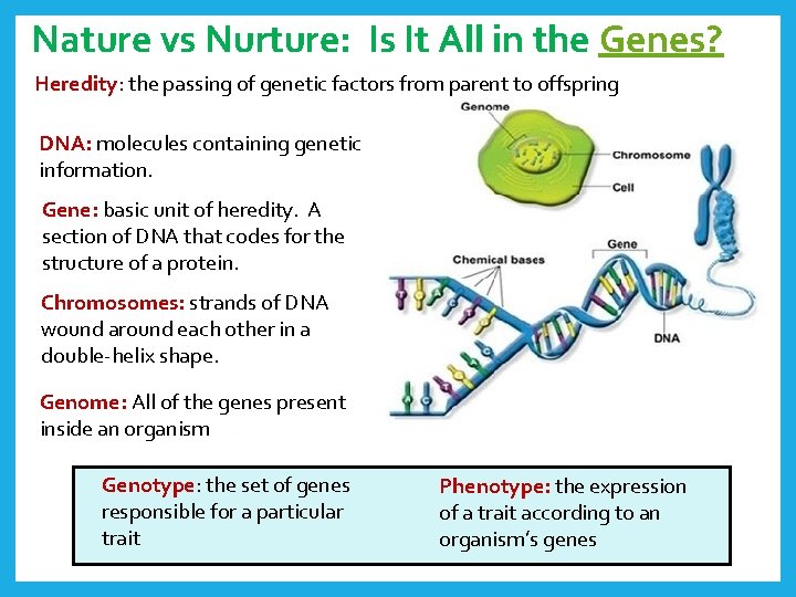 Nature vs Nurture: Is It All in the Genes? Heredity: the passing of genetic