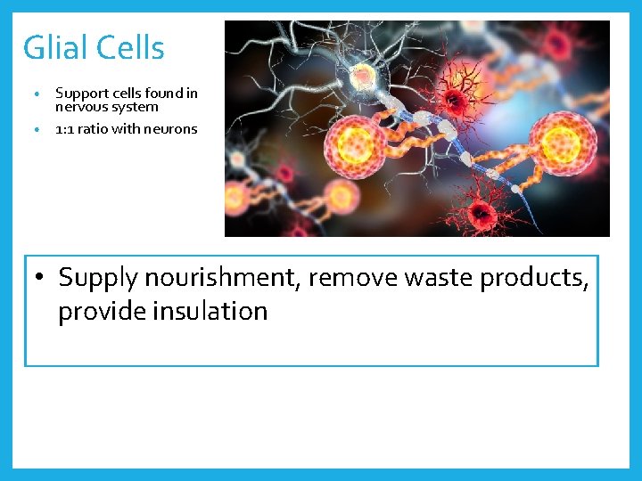 Glial Cells Support cells found in nervous system • 1: 1 ratio with neurons