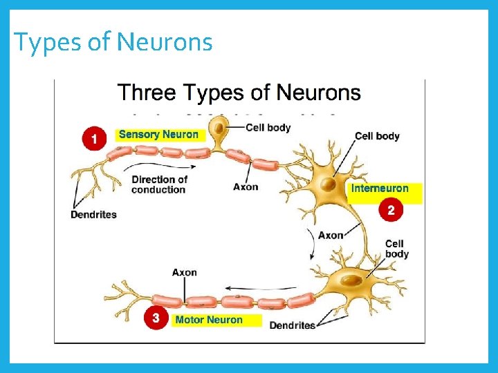 Types of Neurons 