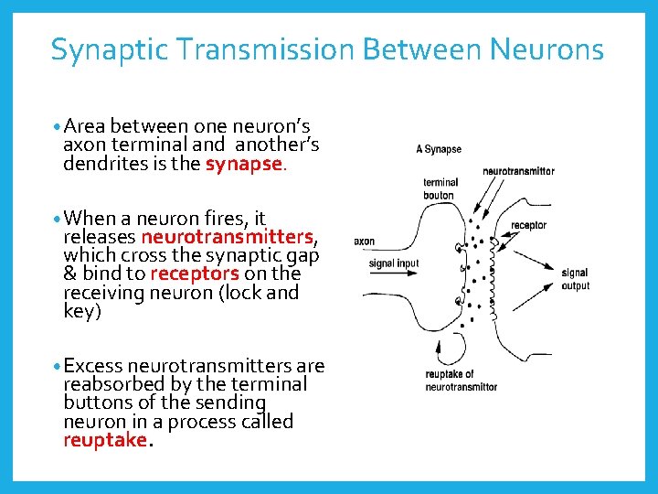 Synaptic Transmission Between Neurons • Area between one neuron’s axon terminal and another’s dendrites