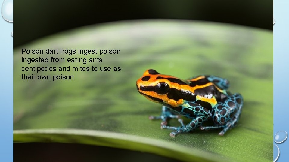 Poison dart frogs ingest poison ingested from eating ants centipedes and mites to use
