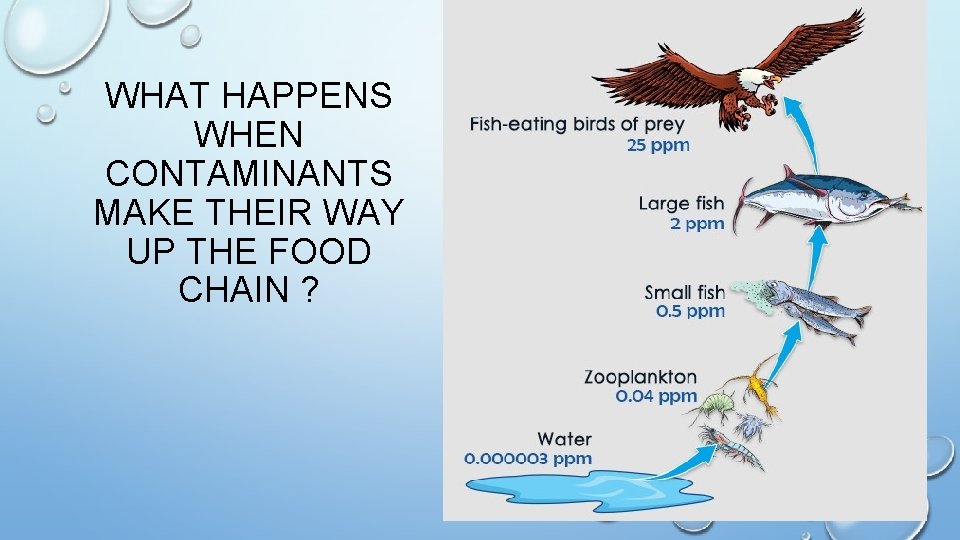 WHAT HAPPENS WHEN CONTAMINANTS MAKE THEIR WAY UP THE FOOD CHAIN ? 