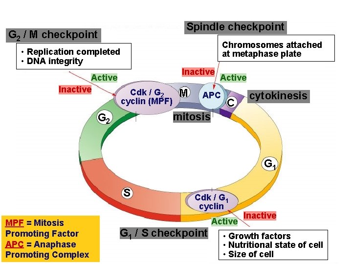 Spindle checkpoint G 2 / M checkpoint Chromosomes attached at metaphase plate • Replication