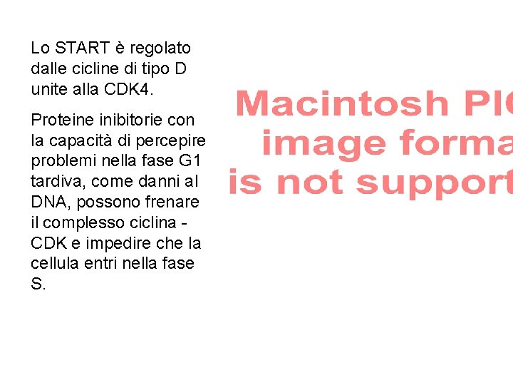 Lo START è regolato dalle cicline di tipo D unite alla CDK 4. Proteine