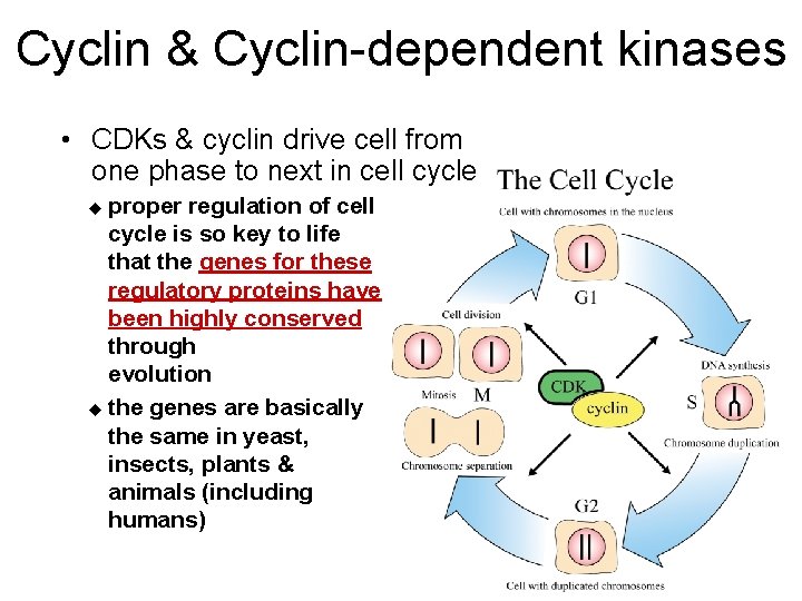 Cyclin & Cyclin-dependent kinases • CDKs & cyclin drive cell from one phase to