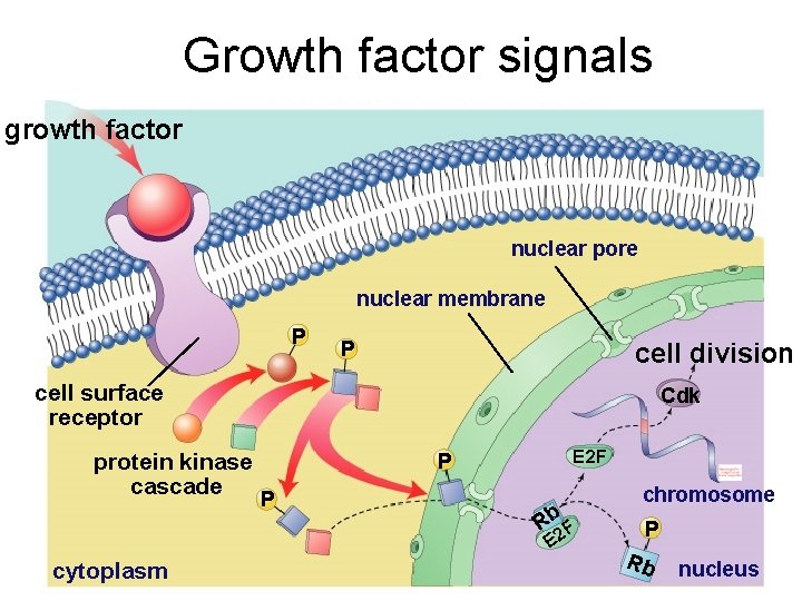 Growth factor signals growth factor nuclear pore nuclear membrane P P cell division cell