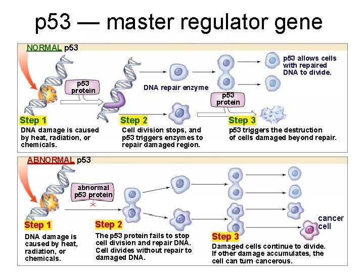 p 53 — master regulator gene NORMAL p 53 allows cells with repaired DNA
